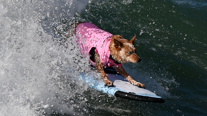 Surf City Dog