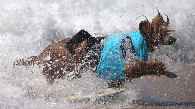 Surf City Dog