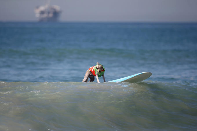 Surf City Dog