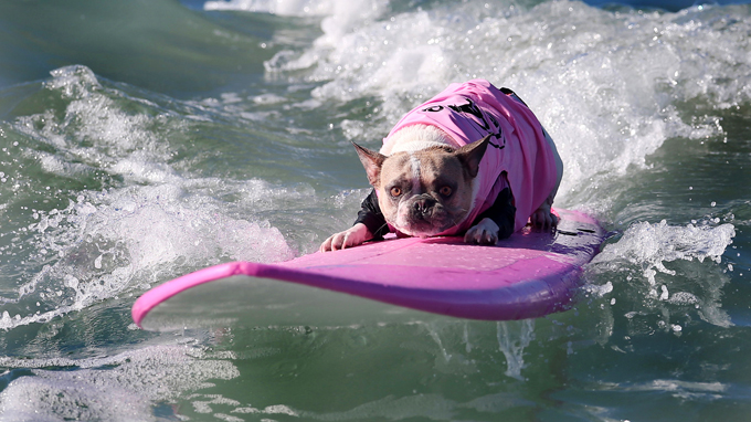 Surf City Dog