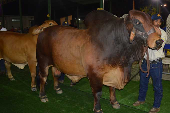 Carabobo