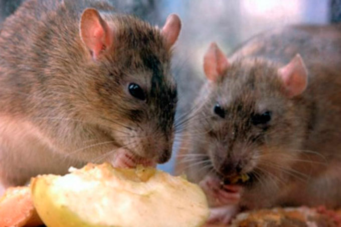Ratas