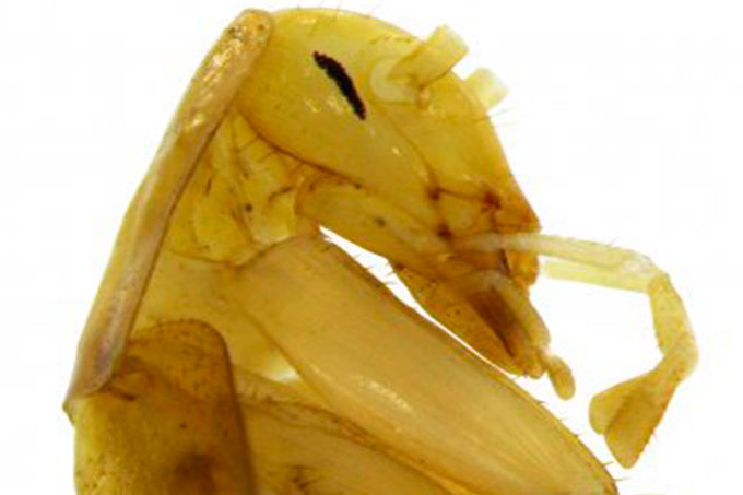 Cucaracha