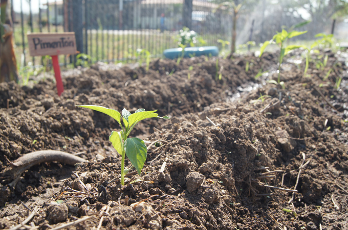 Agricultura