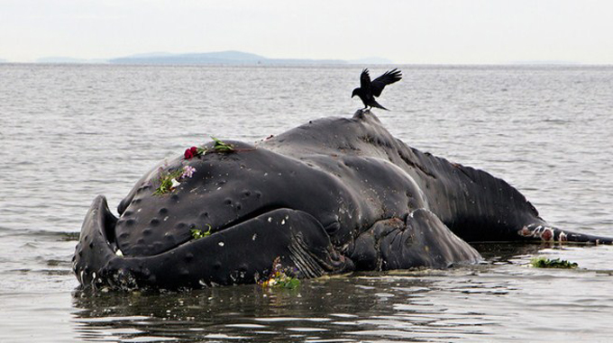 ballenas