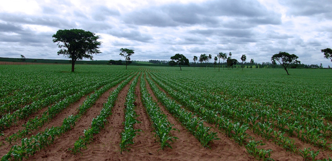 Venezuela Cultiva