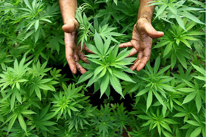marihuana