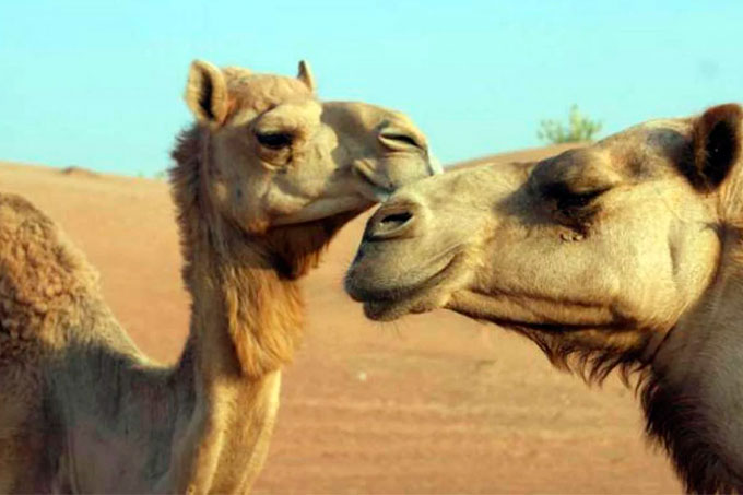 camellos