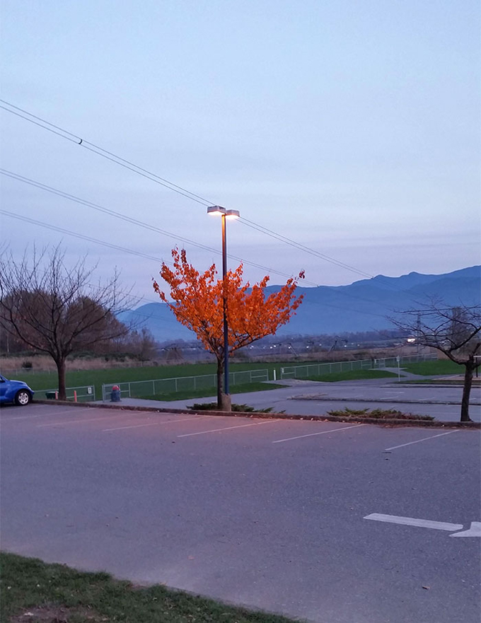 árboles