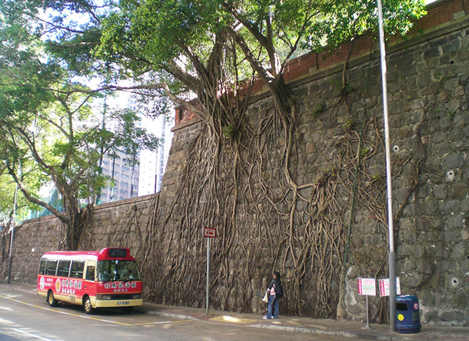 árboles