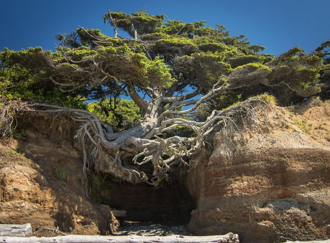 árboles