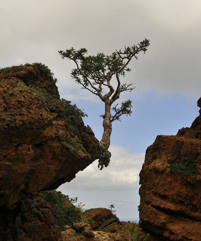 árboles