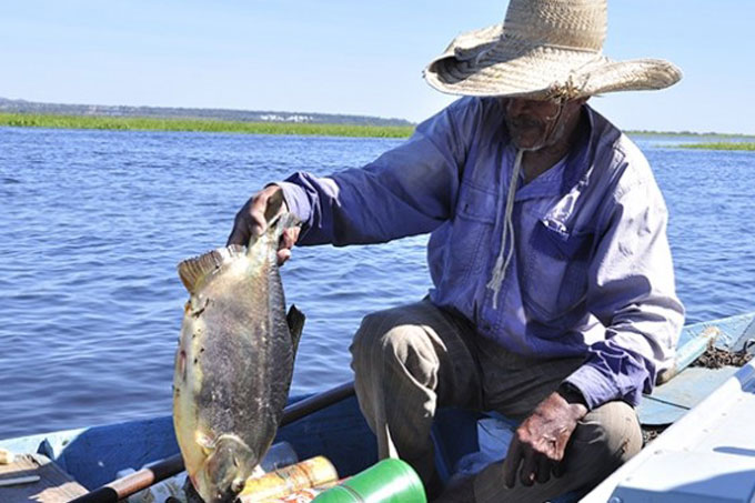 Pescador Artesanal 